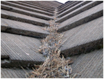 Roof Tile Debris